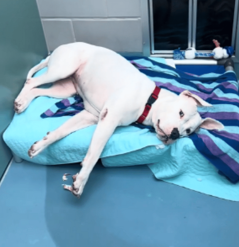 Gorgeous Dog Found Tied Up Beneath an Underpass Still Willing to Give Love Another Try